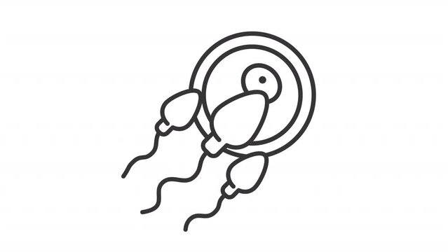 Fertilization line animation. Insemination animated icon. Impregnation biological anatomy. Sperm egg, ovum. Black illustration on white background. HD video with alpha channel. Motion graphic