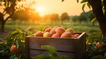 Mango harvested in a wooden box with orchard and sunshine in the background. Natural organic fruit abundance. Agriculture, healthy and natural food concept. Horizontal composition. - obrazy, fototapety, plakaty