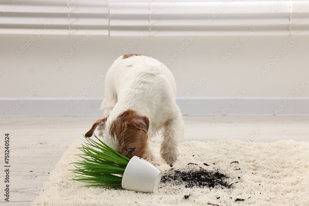 Canvas Prints Cute dog near overturned houseplant on rug indoors