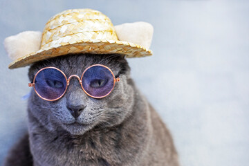 unhappy gray Burmese cat sits wearing glasses and a straw hat on a gray background. Attitude...