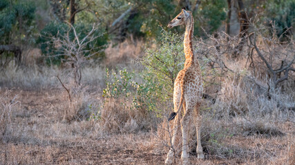 Cute baby giraffe in Kruger National Park in South Africa RSA
