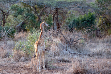 Wild baby giraffe in Kruger National Park in South Africa RSA