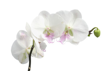 Naklejka na ściany i meble Branch with beautiful orchid flowers isolated on white