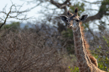 Baby giraffe in Kruger National Park in South Africa RSA
