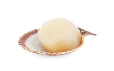 Fresh raw scallop in shell isolated on white