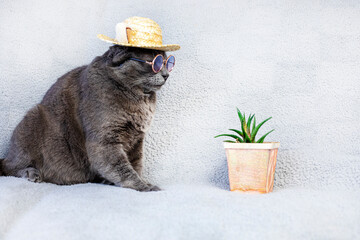 Burmese boss cat with glasses and a straw hat sits on a gray background with a green flower, a home...