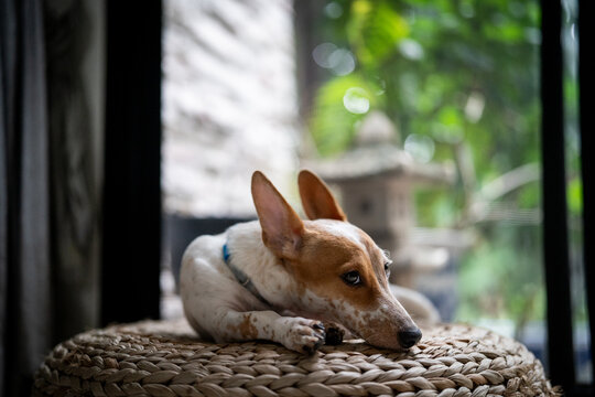 A pensive terrier puppy with big ears and spots chills at home 