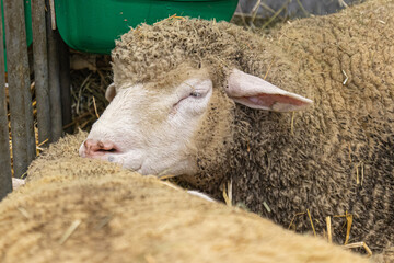 sheep in a farm