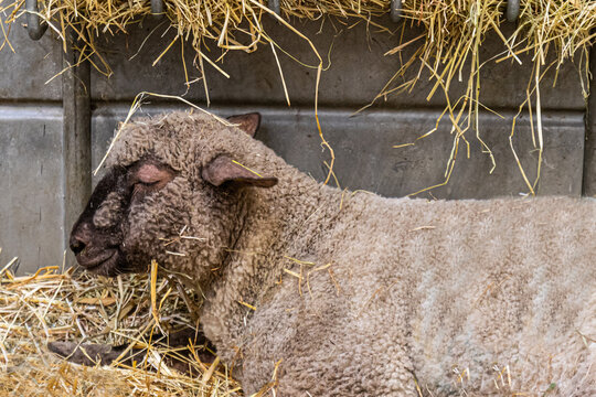 sheep on a farm