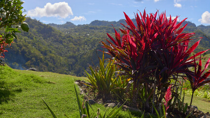 bright plants in the landscape of a tropical island, sunny day © Andrei