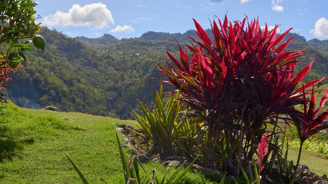bright plants in the landscape of a tropical island, sunny day