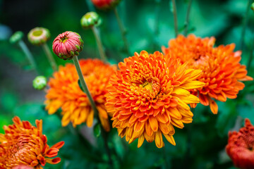 Chrysanthemums blooming with orange flowers in the garden. Selective focus. Shallow depth of field.