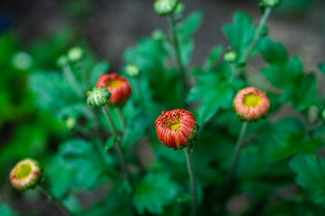 Chrysanthemums blooming with orange flowers in the garden. Selective focus. Shallow depth of field.