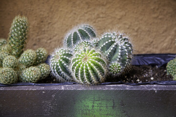 Cactus in a pot - 751246946