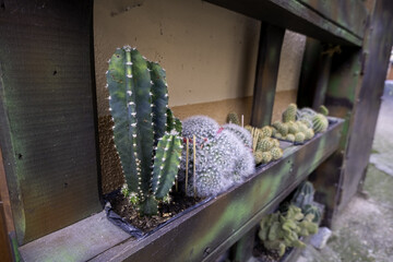 Cactus in a pot - 751246960