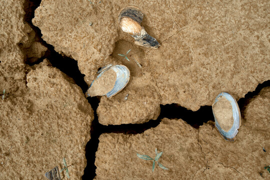 Dead sea animal shells in dry mud cracked by drought