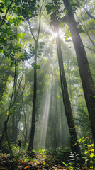 sunlight filtering through the leaves of tall giant trees in a dense forest