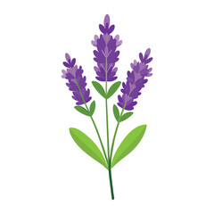 Fototapeta premium Lavender Flower Illustration on White Background