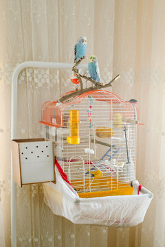 Two wavy parrots sitting on a cage 