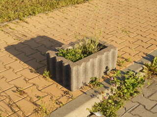 Concrete flower bed on the sidewalk.