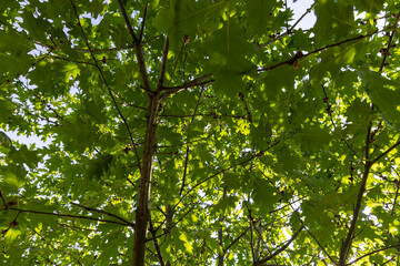 beautiful oak tree foliage with green foliage - 751250329