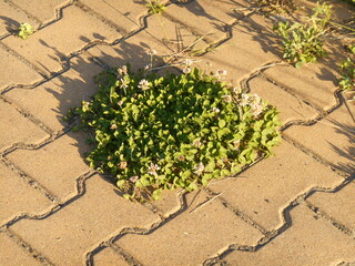 A clump of white clover on the sidewalk.