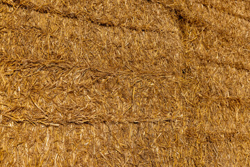 stacks of straw in the field in the winter season - 751250500