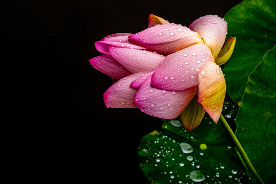 Pink and yellow Lotus Flower (Nelumbo nucifera) during a rainstorm