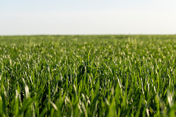 green young wheat in the field in the spring