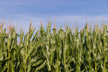 green corn with large ears before ripening