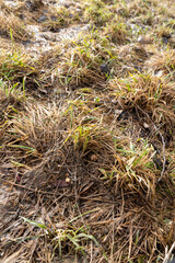 yellow and dry grass in winter after the snow melts