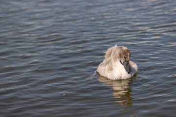 grey chicks of the white sibilant swan with grey down