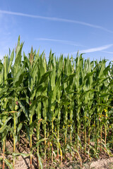 green corn during flowering in summer