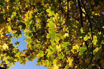 Maple tree foliage in autumn