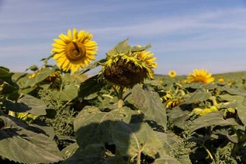 fading sunflowers in the summer, blooming sunflowers