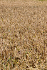 beautiful golden ripe wheat ears in the summer - 751252559