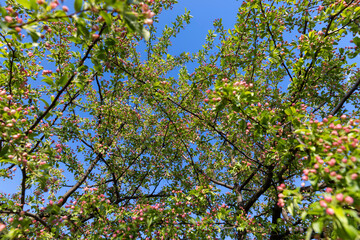 green foliage and red flowers of an apple tree during flowering - 751252561