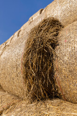 wheat straw collected in stacks after grain harvest