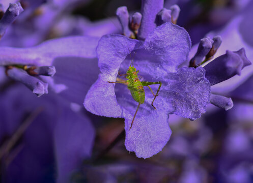 grasshopper peeping inside jacaranda flower
