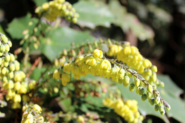 Mahonia flowering in February (Mahonia japonica, Mahonia bealei). Abkhazia, Gagra