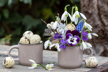 Blumenarrangement mit lila Hornveilchen, Schneeglöckchen, Duftveilchen, Traubenhyazinthe und Puschkinia und Wachteleier in einer Tasse