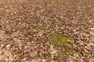 maple foliage that fell to the ground in the winter season - 751253376