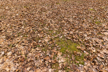 maple foliage that fell to the ground in the winter season