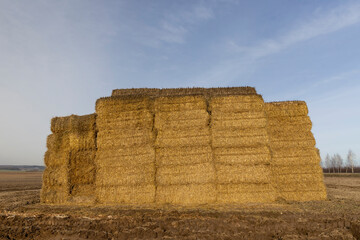 stacks of straw in the field in the winter season