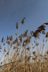 dry grass growing on the lake against the blue sky - 751253553