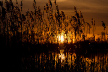 grass growing on the shore of the lake during sunset - 751253758