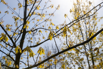 Fototapeta na wymiar a flowering maple tree in the spring season, a spring park