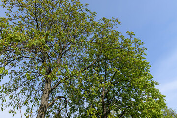 a flowering chestnut tree in the spring season, a spring park