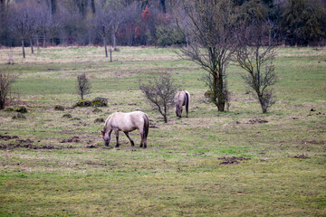Obraz na płótnie Canvas Exmoor-Pony und Konik Pferde im Landschaftspark Nohra