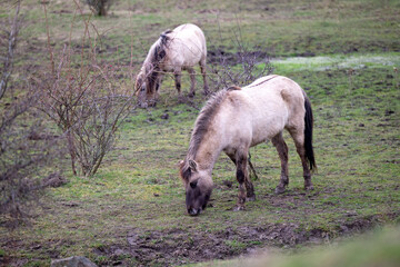 Exmoor-Pony und Konik Pferde im Landschaftspark Nohra